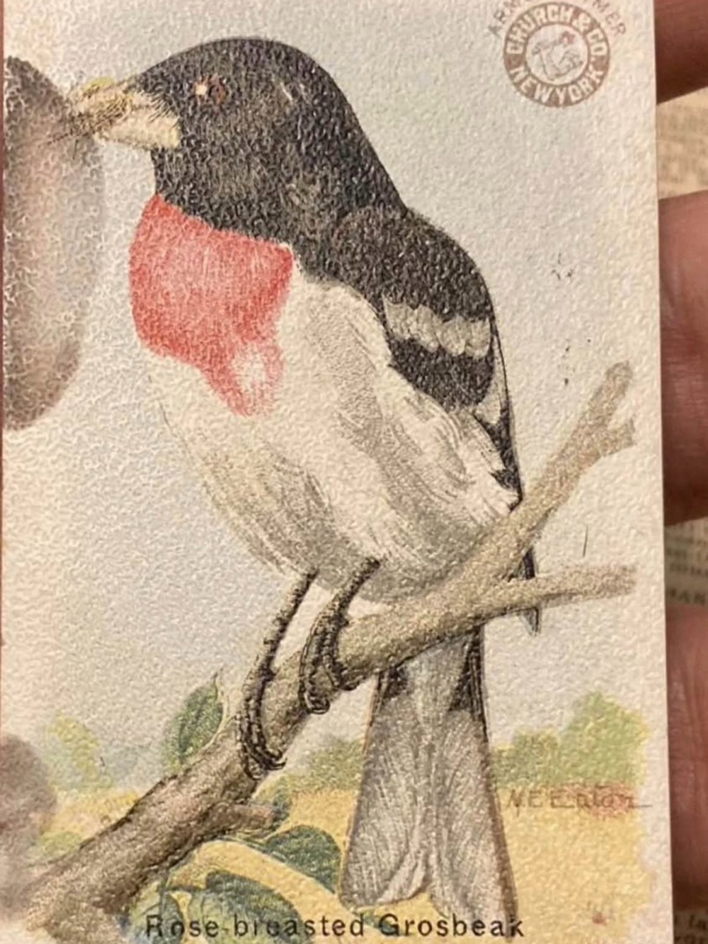 27 Arm & Hammer Church & Dwight Company 1915 "First Series" Useful Birds cards - Picture 4 of 5